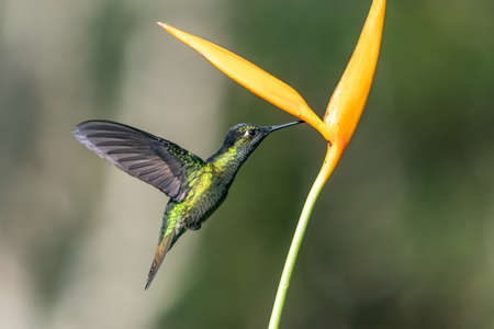 Green Violet-ear (Colibri thalassinus) hummingbird in flight isolated on a green background in Costa Ricaの写真素材