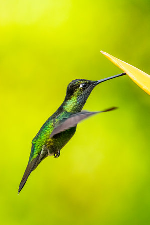 Blue hummingbird Violet Sabrewing flying next to beautiful red flower. Tinny bird fly in jungle. Wildlife in tropic Costa Rica. Two bird sucking nectar from bloom in the forest. Bird behaviorの写真素材