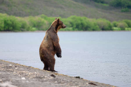 Ruling the landscape, brown bears of Kamchatka (Ursus arctos beringianus)の写真素材