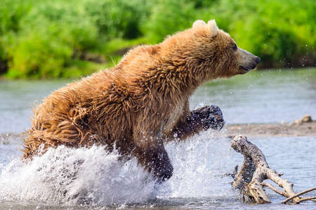 Ruling the landscape, brown bears of Kamchatka (Ursus arctos beringianus)の写真素材