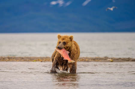Ruling the landscape, brown bears of Kamchatka (Ursus arctos beringianus)