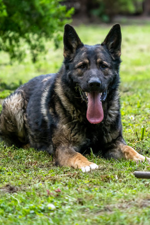 German Shepherd is a German dog breed, one of the most widely used in the world and also the most...
