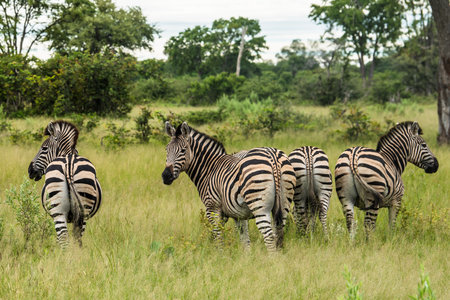 A herd of zebras grazing in the African savanna of Botswana.の写真素材