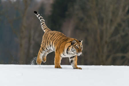Siberian Tiger running in snow. Beautiful, dynamic and powerful photo of this majestic animal. Set in environment typical for this amazing animal. Birches and meadowsの写真素材
