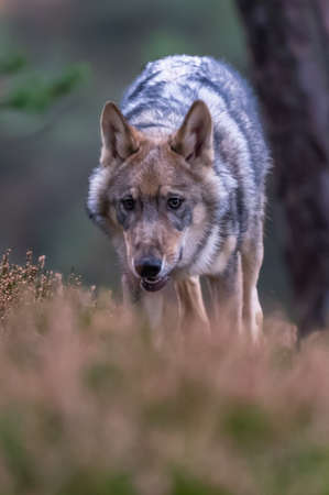 Lone wolf running in autumn forest Czech Republic