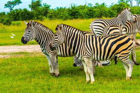 A herd of zebras grazing in the African savanna of Botswana.の写真素材