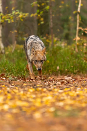 Lone wolf running in autumn forest Czech Republicの写真素材