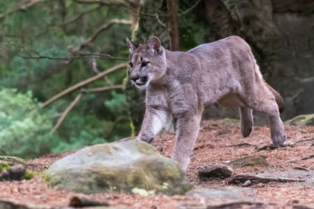 Cougar (Puma concolor), also commonly known as the mountain lion, puma, panther, or catamount. is...