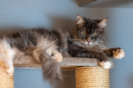 Closed up of domestic adorable black gray Maine Coon kitten, young peaceful cat in sunshine dayの写真素材
