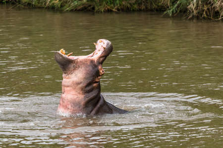 Nearly submerged hippotomus in blue water yawns wide open, showing all its teeth, facing mostly towards the camera, Ngorongoro Conservation Area, Tanzaniaの写真素材