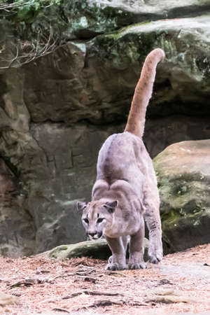 Cougar (Puma concolor), also commonly known as the mountain lion, puma, panther, or catamount. is the greatest of any large wild terrestrial mammal in the western hemisphere.の写真素材