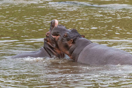 Nearly submerged hippotomus in blue water yawns wide open, showing all its teeth, facing mostly...