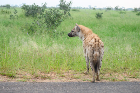 Portrait of a spotted hyaena (Crocuta crocuta) relaxing on a road in the Kruger National Park, South Africa.の写真素材