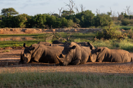 The white rhino (Ceratotherium simum) this rhino species is the second largest land mammal. It is 3.7-4 m longの写真素材