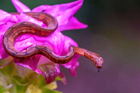 Portrait of Annulated Tree Boa (Corallus annulatus) on mossy branch