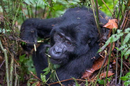 The mountain gorilla (Gorilla beringei beringei) is a subspecies of eastern gorilla. This is the...