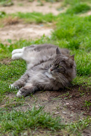 Closed up of domestic adorable black gray Maine Coon kitten, young peaceful cat in sunshine dayの写真素材