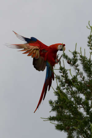 flying beautifully colored parrot ara (Ara ararauna) costa rica.