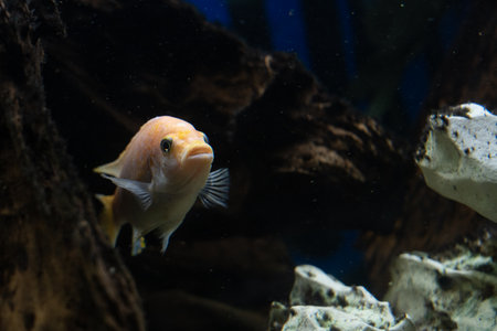 Aquarium with cichlids fish from lake malawi