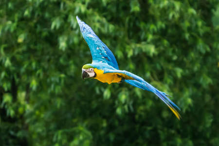 flying beautifully colored parrot ara (Ara ararauna) costa rica.の写真素材