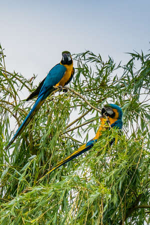 Ara ararauna. Blue-yellow macaw parrot portrait. Ara macaw parrot