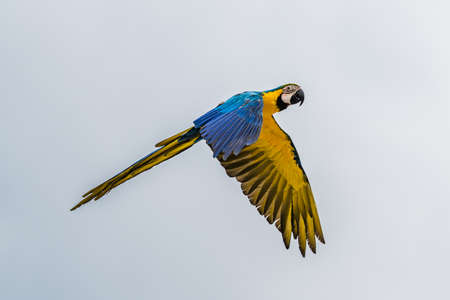 flying beautifully colored parrot ara (Ara ararauna) costa rica.の写真素材