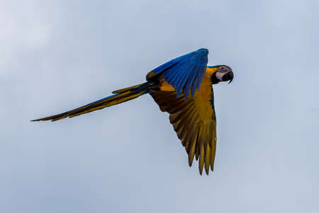 flying beautifully colored parrot ara (Ara ararauna) costa rica.の写真素材