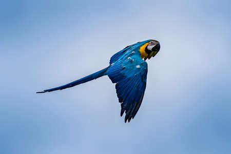flying beautifully colored parrot ara (Ara ararauna) costa rica.の写真素材
