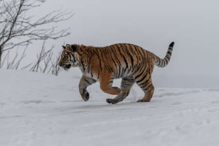 Siberian Tiger running in snow. Beautiful, dynamic and powerful photo of this majestic animal. Set in environment typical for this amazing animal. Birches and meadowsの写真素材