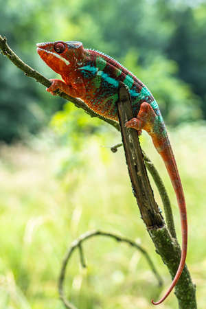 Adult male Ambilobe Panther Chameleon (Furcifer pardalis)の写真素材