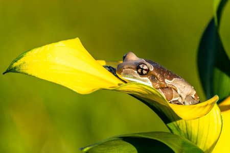 Trachycephalus resinifictrix (Harlequin frog) is sitting on a branch of a tree.