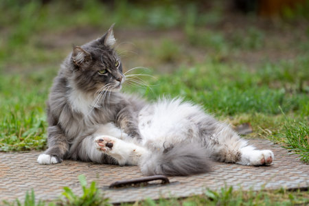 Closed up of domestic adorable black gray Maine Coon kitten, young peaceful cat in sunshine dayの写真素材
