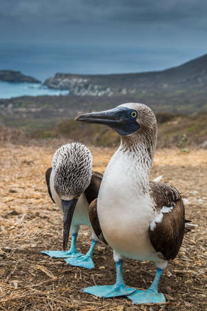 Blue-footed Booby (sula nebouxii) on Isla de la Plata, Ecuadorの写真素材
