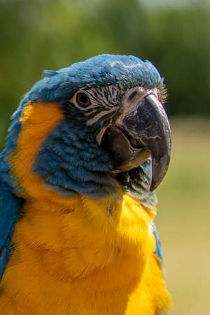 Portrait colorful Macaw parrot on a branch. This is a bird that is domesticated and raised in the...