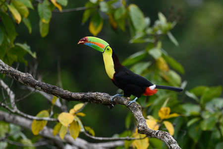 Ramphastos sulfuratus, Keel-billed toucan The bird is perched on the branch in nice wildlife natural...