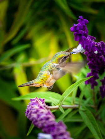 Green Violet-ear hummingbird (Colibri thalassinus) in flight isolated on a green background in Costa Ricaの写真素材