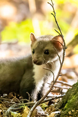 Stone marten, Martes foina, with clear green background. Beech marten, detail portrait of forest...