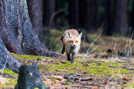 Cute Red Fox, Vulpes vulpes in fall forest. Beautiful animal in the nature habitat. Wildlife scene...