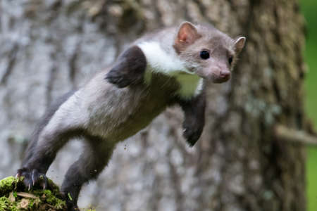 Stone marten, Martes foina, with clear green background. Beech marten, detail portrait of forest animal. Small predator sitting on the beautiful green moss stone in the forest. Wildlife scene, Franceの写真素材