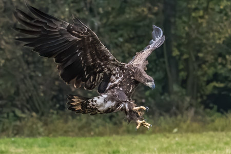 White Tailed Eagle (Haliaeetus albicilla) in flight. Also known as the ern, erne, gray eagle,...