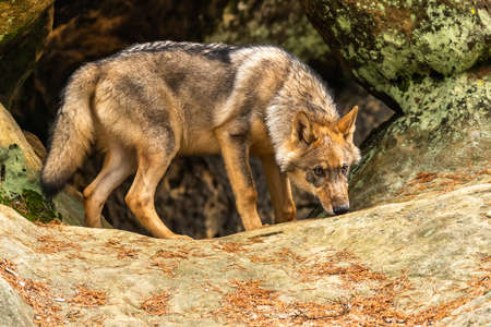 Lone wolf running in autumn forest Czech Republic