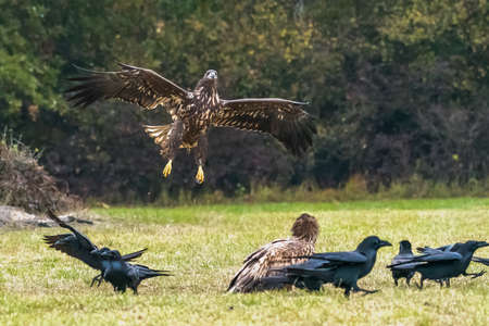 White Tailed Eagle (Haliaeetus albicilla) in flight. Also known as the ern, erne, gray eagle,...