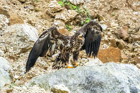 White Tailed Eagle (Haliaeetus albicilla) in flight. Also known as the ern, erne, gray eagle,...