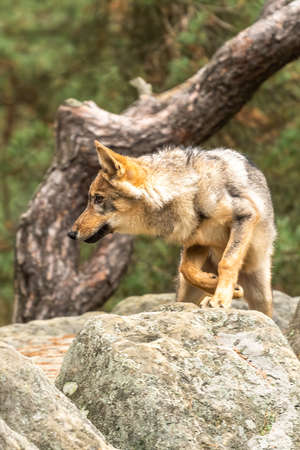 Lone wolf running in autumn forest Czech Republic