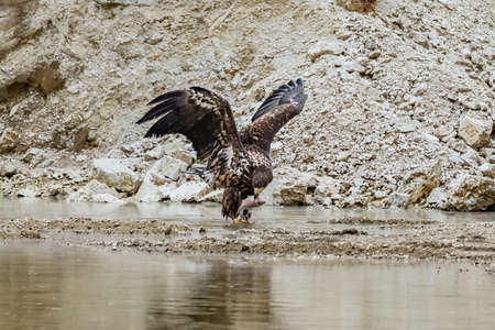 White Tailed Eagle (Haliaeetus albicilla) in flight. Also known as the ern, erne, gray eagle, Eurasian sea eagle and white-tailed sea-eagle. Wings Spread. Poland, Europe. Birds of prey.の写真素材