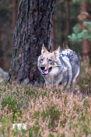 Lone wolf running in autumn forest Czech Republic