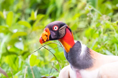 King vulture, Sarcoramphus papa, large bird found in Central and South America. Flying bird, forest in the background. Wildlife scene from tropic nature. Red head bird. Condor with open wing, Panamaの写真素材