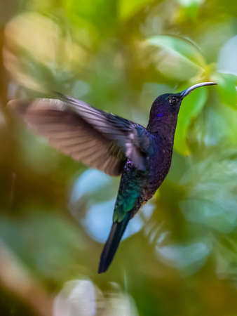 Green Violet-ear hummingbird (Colibri thalassinus) in flight isolated on a green background in Costa Ricaの写真素材