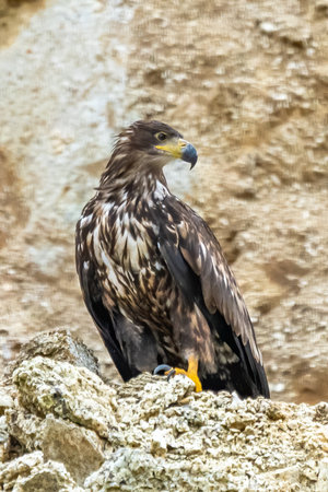 White Tailed Eagle (Haliaeetus albicilla) in flight. Also known as the ern, erne, gray eagle, Eurasian sea eagle and white-tailed sea-eagle. Wings Spread. Poland, Europe. Birds of prey.の写真素材