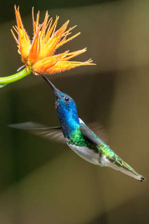 Green Violet-ear hummingbird (Colibri thalassinus) in flight isolated on a green background in Costa Ricaの写真素材